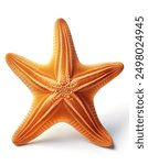 Sea star isolated on a white background