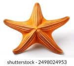 Sea star isolated on a white background