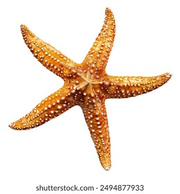 Sea star isolated on a white background