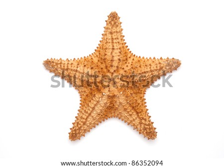 Sea star isolated on white