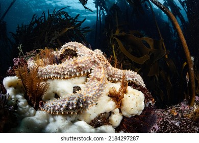 Sea Star In The Kelp Forest, Cape Town, South Africa