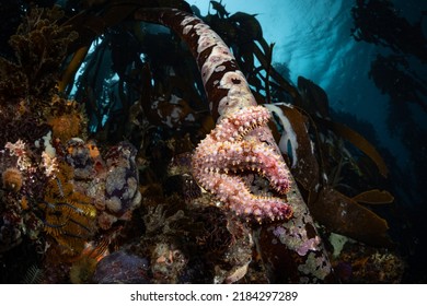 Sea Star In The Kelp Forest, Cape Town, South Africa