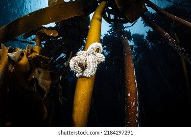 Sea Star In The Kelp Forest, Cape Town, South Africa