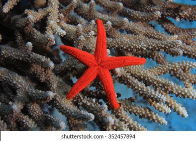 Sea Star On Coral