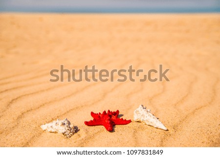 Similar – Sandy beach with starfish and snails