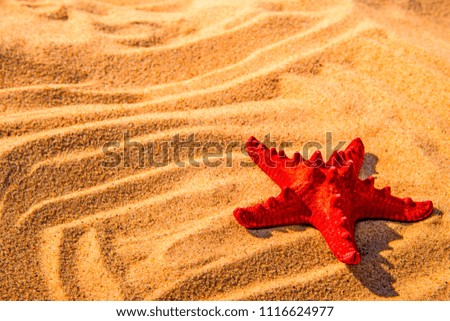 Similar – Sandy beach with starfish and snails