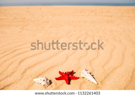 Sandy beach with starfish and snails