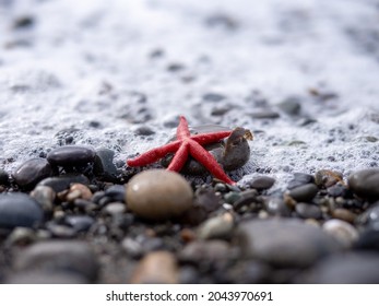 Sea Star On The Shore Of The Dungeness Spit