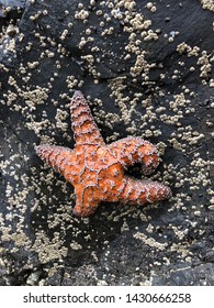 A Sea Star In An Oregon Tide Pool