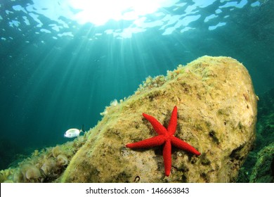 Sea Star Underwater In Ocean