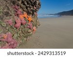 Sea stars and anemone at low tide on the Oregon coast with water drops leaving imprints on the sand