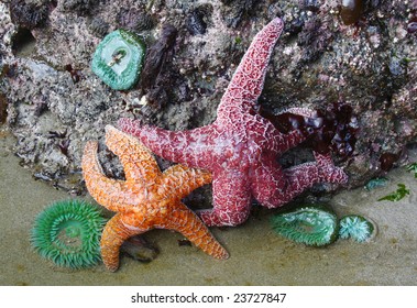 Sea stars and anemone in oregon tide pool