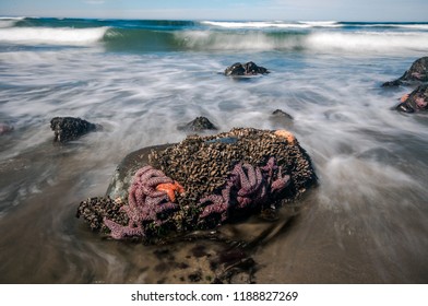 Sea Stars At Low Tide On The Washington Coast