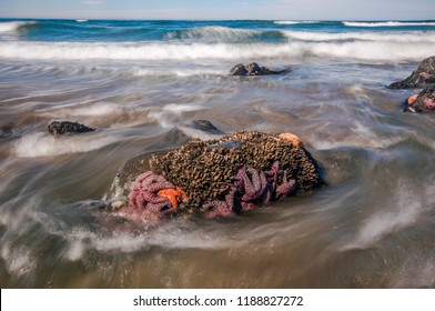 Sea Stars At Low Tide On The Washington Coast