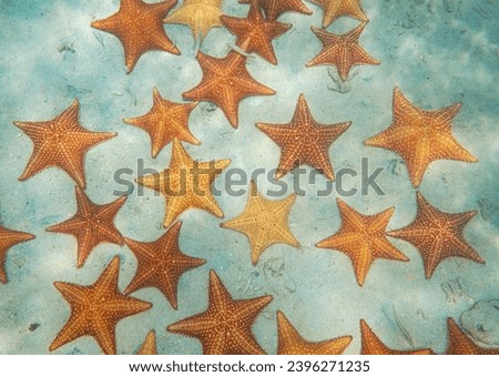 Sea stars Oreaster reticulatus underwater on a sandy seabed seen from above, Caribbean sea, natural scene