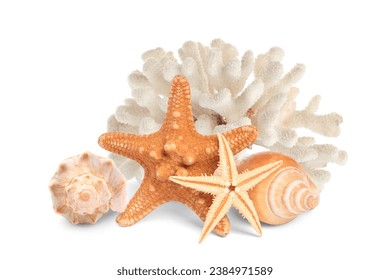 Estrellas marinas  conchas