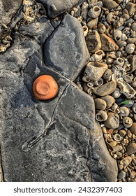 sea stone, sea marble, conchshell, sea texture 