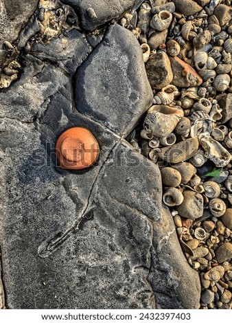 sea stone, sea marble, conchshell, sea texture 