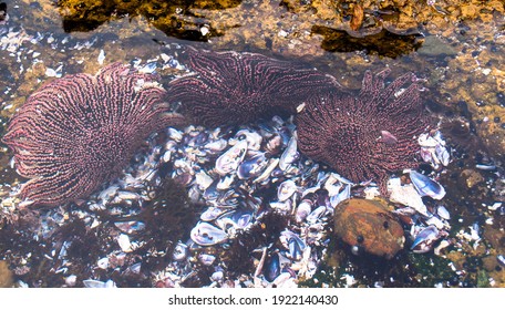 Sea Sun Or Sunflower Star, Underwater. Pycnopodia Helianthoides