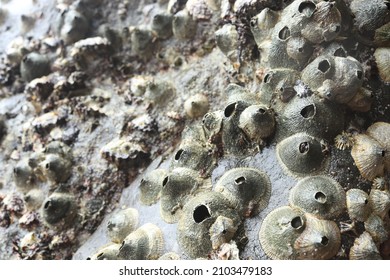 sea ​​oysters, (Tetraclita stalactite ra) many live on the rocks on the beach