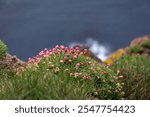 The sea thrift (Armeria maritima, sea pink) clump with pink flowers on a rocky Latrabjarg cliffs in Westfjords, Iceland, sea view in the background. 