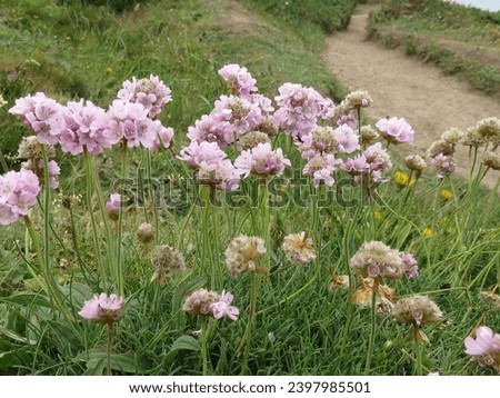 Similar – Image, Stock Photo Armeria maritima, beach grass carnation, on salt marshes near the coast