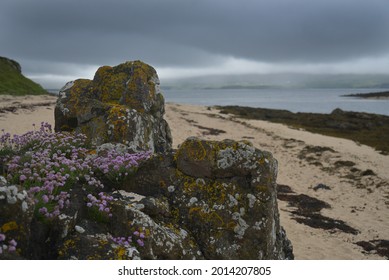 Sea thrift growing on rocks at Coral Beach on Isle of Skye, Inner Hebrides, Scotland 