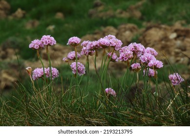 Sea Thrift On A Cliff Edge