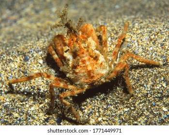 Sea Toad (also Known As Great Spider Crab) On Sandy Sea Bed