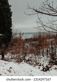 sea ​​from tree branches