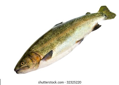 4,007 Golden trout Images, Stock Photos & Vectors | Shutterstock