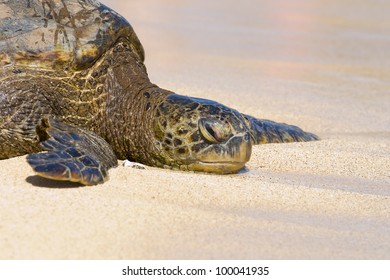 4 Green turltle Images, Stock Photos & Vectors | Shutterstock