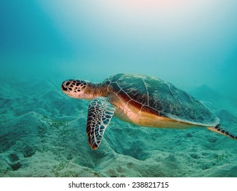 sea turtle