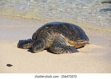 481 Sea Turtle Kauai Images, Stock Photos & Vectors | Shutterstock