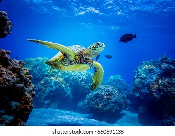 Sea turtle - Shutterstock ID 660691135
