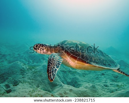 sea turtle