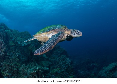 Sea Turtle In Apo Island