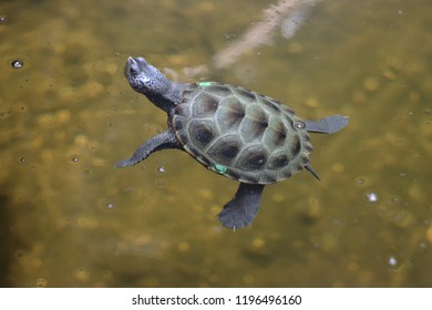 A Sea Turtle At The Aquarium Of Atlanta Zoo