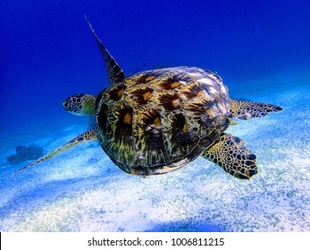 Sea Turtle Of Balicasag