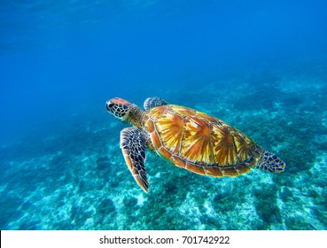 Sea turtle in blue ocean closeup. Green sea turtle closeup. Endangered species of tropical coral reef. Tortoise photo. Tropic seashore fauna. Summer travel seaside activity. Snorkeling with sea turtle