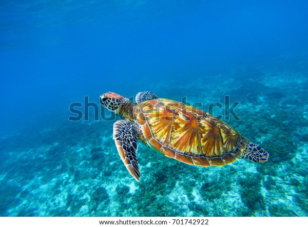 Sea turtle in blue ocean closeup. Green sea turtle\
closeup. Endangered species of tropical coral reef. Tortoise photo.\
Tropic seashore fauna. Summer travel seaside activity. Snorkeling\
with sea turtle