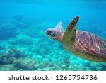 Sea turtle in blue water. Friendly marine turtle underwater photo. Oceanic animal in wild nature. Summer vacation activity. Snorkeling or diving banner template. Tropical seashore with sea tortoise