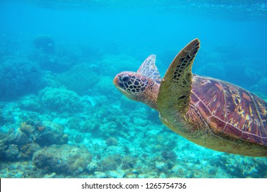 Sea turtle in blue water. Friendly marine turtle underwater photo. Oceanic animal in wild nature. Summer vacation activity. Snorkeling or diving banner template. Tropical seashore with sea tortoise