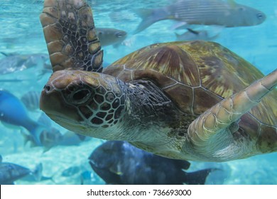 A Sea Turtle In Bora Bora Island