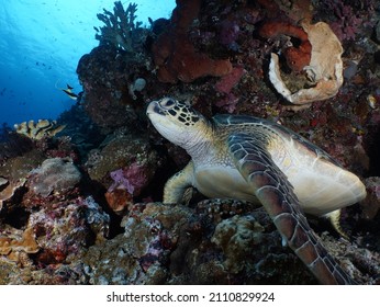 Sea Turtle Of Bunaken Maritime National Park