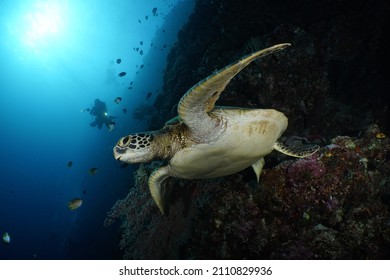 Sea Turtle Of Bunaken Maritime National Park