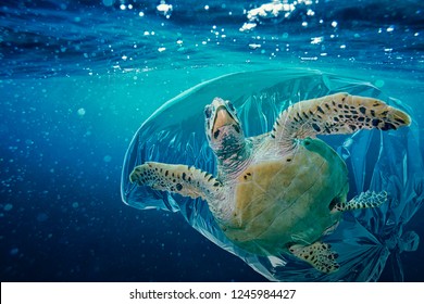 12,953 Marine life plastic Images, Stock Photos & Vectors | Shutterstock