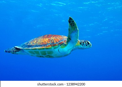 Sea turtle (chelonia mydas) swimming in the blue ocean. Snorkeling with sea turtle in the shallow sea. Underwater photography with tortoise in the blue sea. Shallow seascape with underwater turtle.