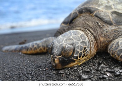 Sea Turtle Close Up