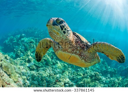 sea turtle close up over coral reef in hawaii